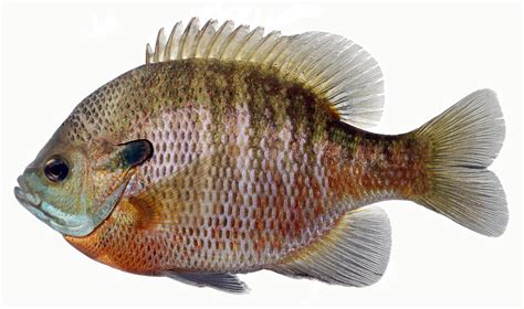 Bluegill (Lepomis macrochirus) .